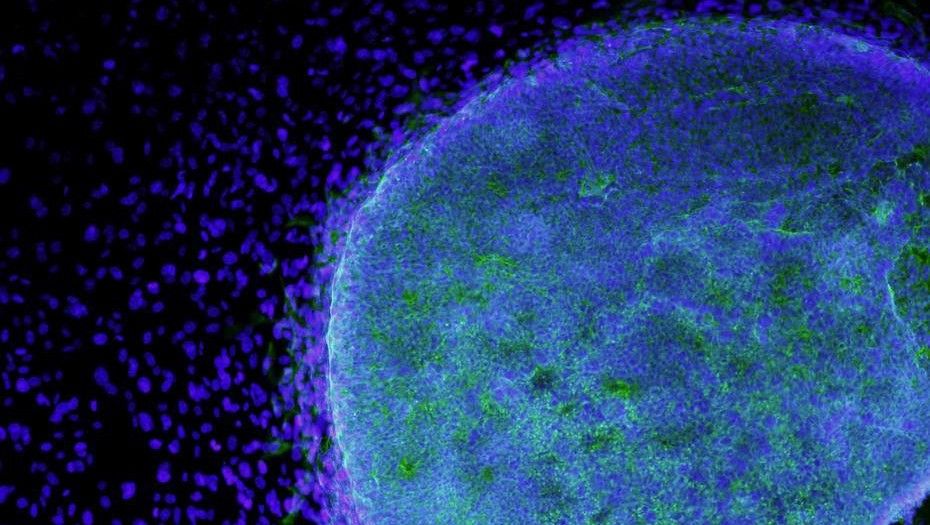 Científicos logran hackear y reprogramar una célula humana